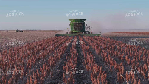 Milo Harvest 239054