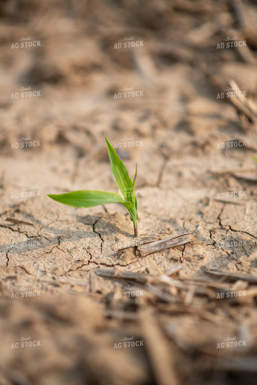 Emerging Corn 76671