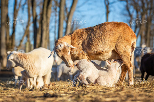Sheep 270266