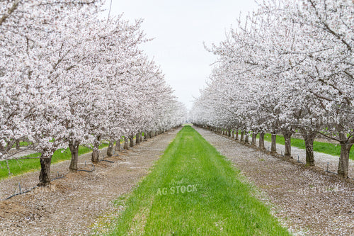 Almond Blossoms and Almond Trees 107082