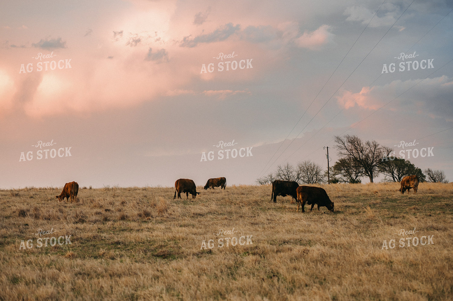 Cattle on Pasture 301022