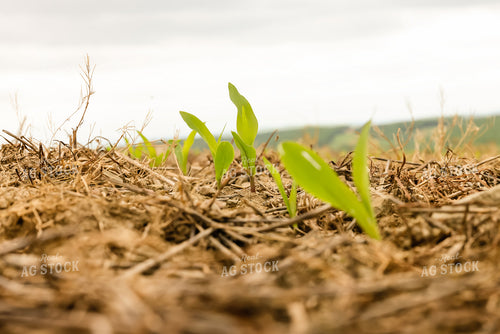 Early Growth Corn 233007