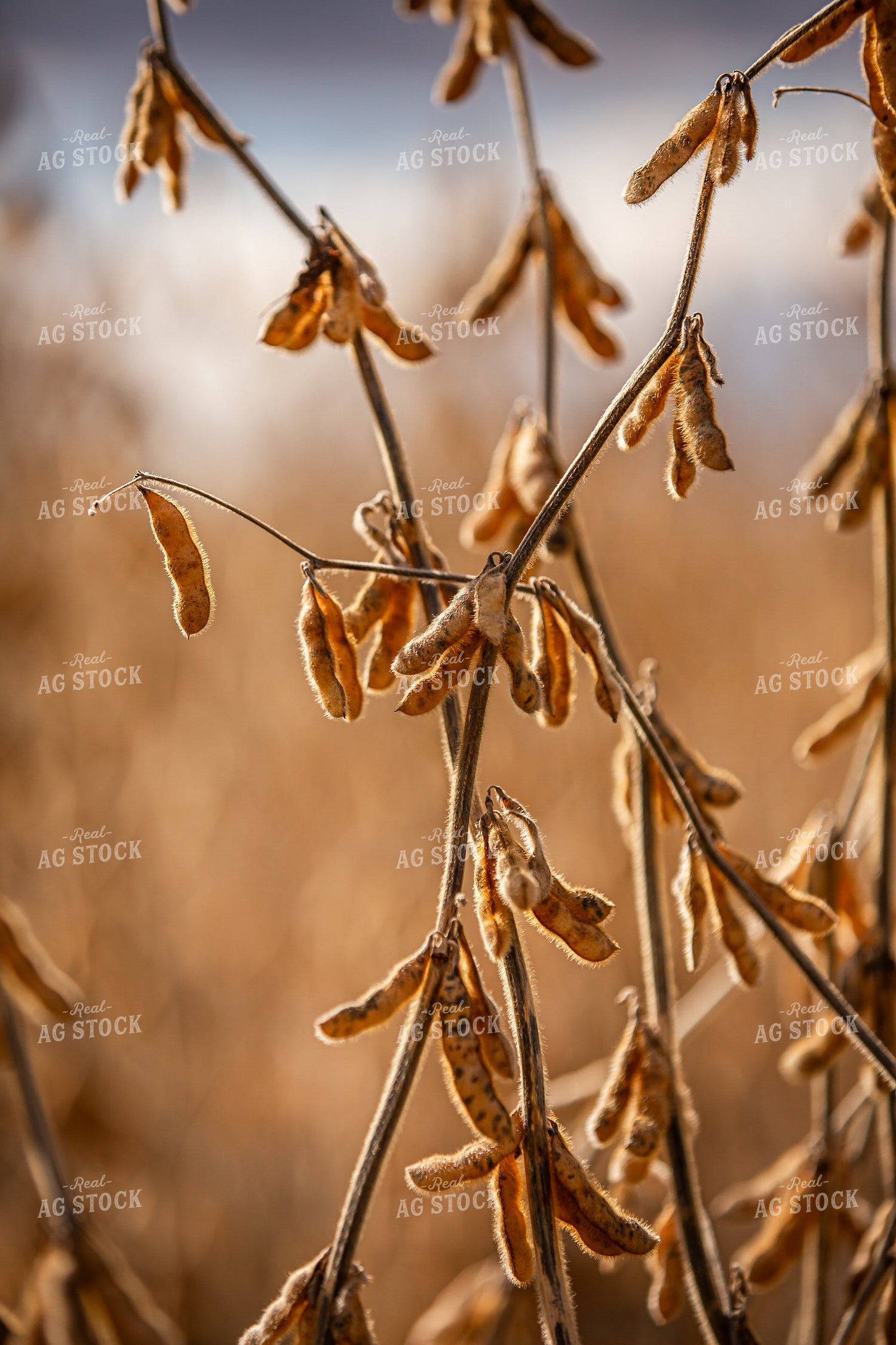 Dried Soybeans 270664