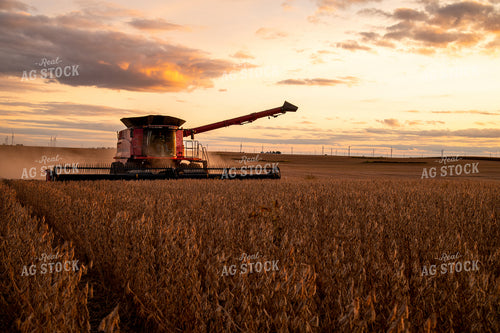 Combine Harvesting Soybeans 25705