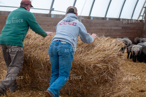 Farmers Putting Down Hay 103096