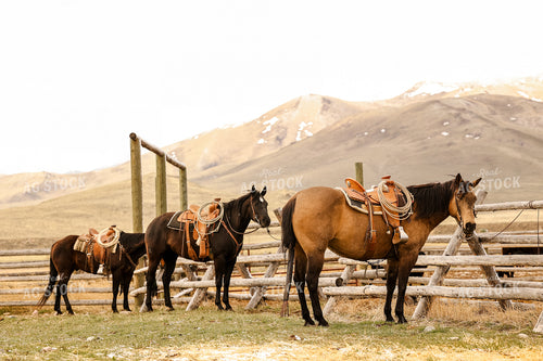 Horses Tied to Fence 225000