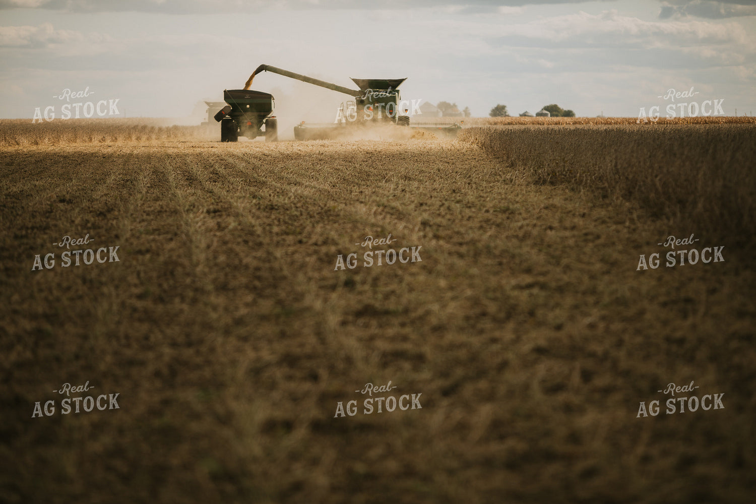 Soybean Harvest 6855