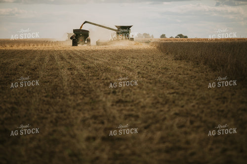 Soybean Harvest 6855