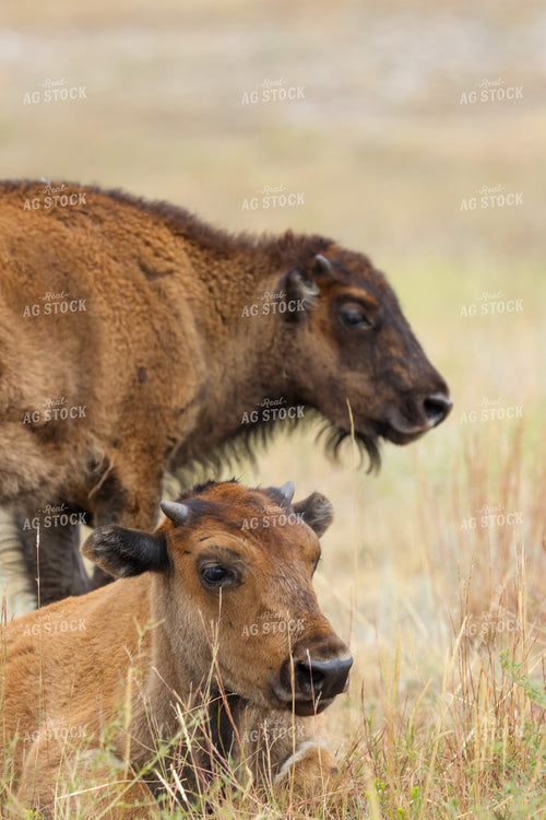 American Bison 261027