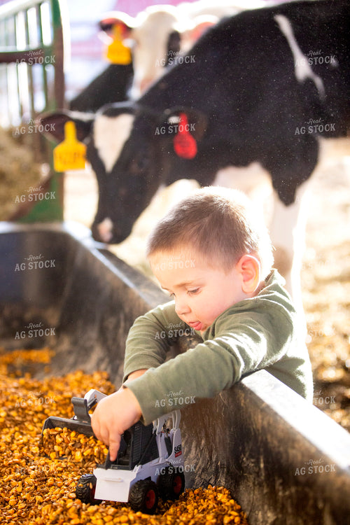 Farm Kid with Holstein Calves 55230