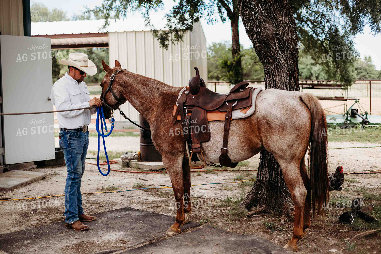 Saddling Horse 281076