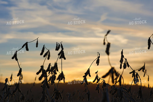 Dried Soybeans 52664