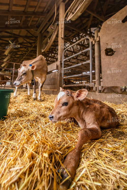 Newborn Jersey Calf 270256