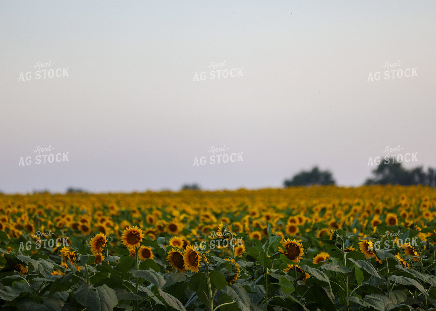 Sunflowers 160192