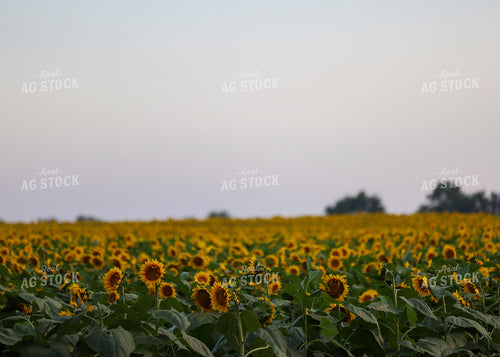 Sunflowers 160192
