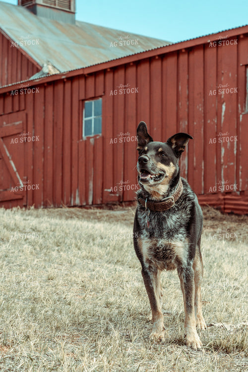 Ranch Dog 58088