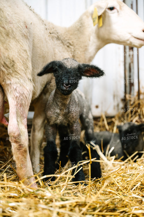 Lamb 269012