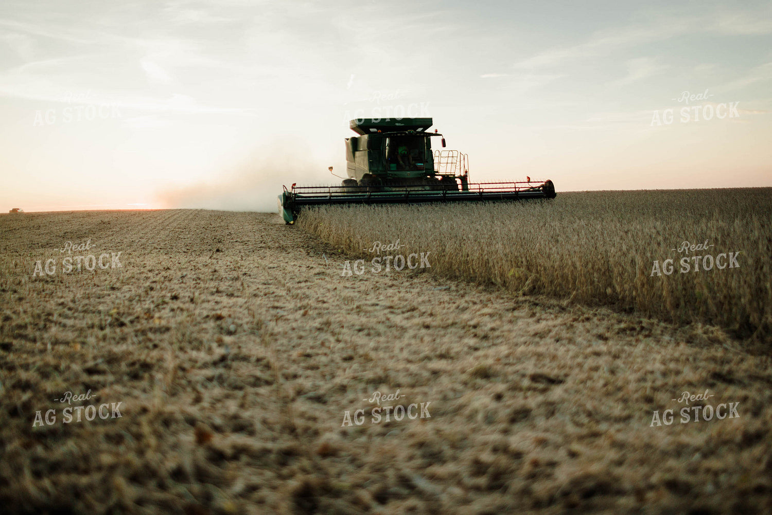 Soybean Harvest 8653