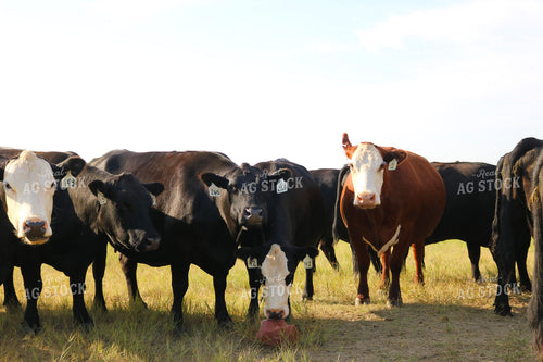 Cattle on Pasture 82277