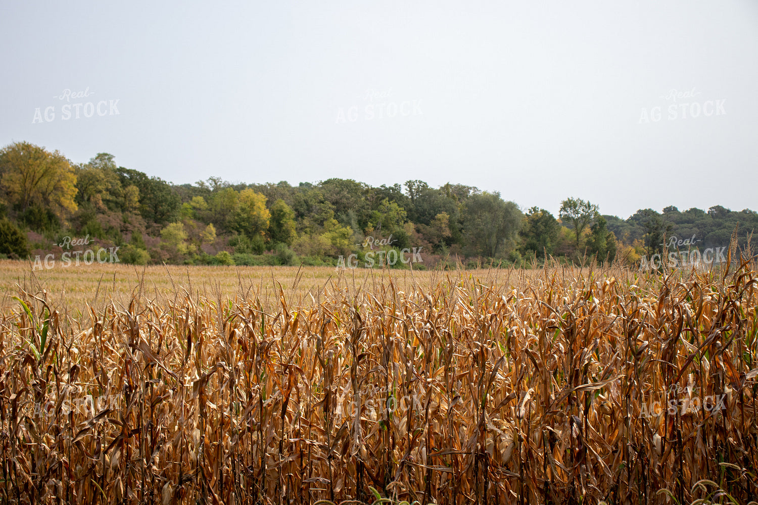 Dried Corn Field 67138