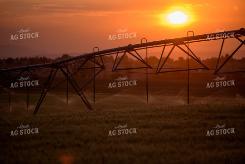 Sunset Irrigation Pivot Over Wheat Field 57020