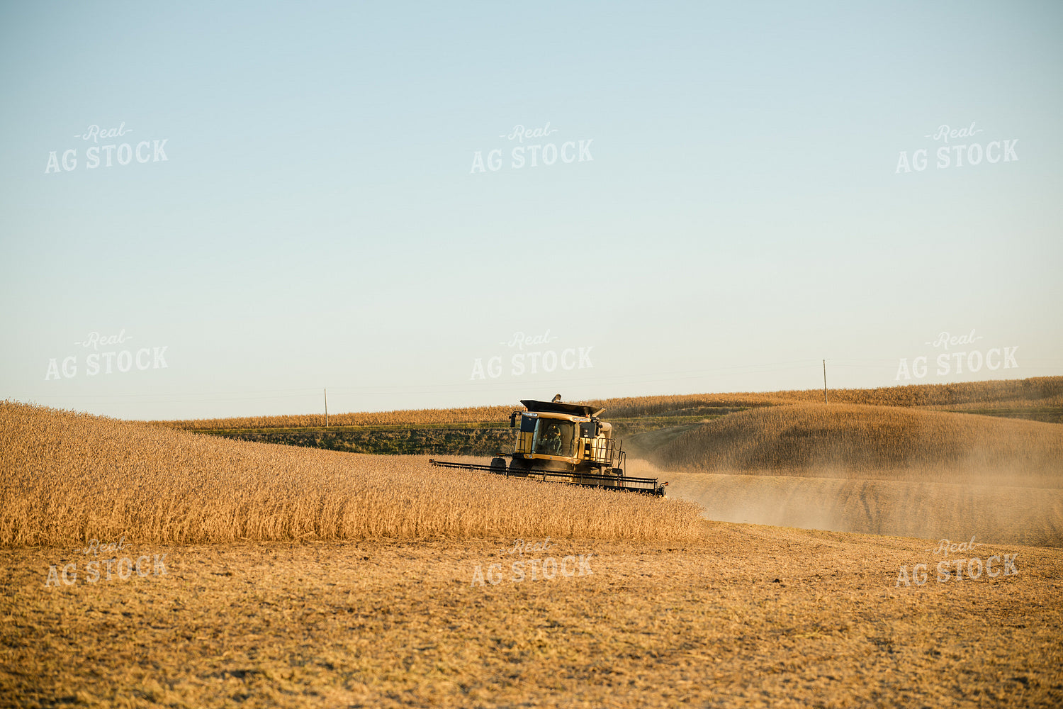Soybean Harvest 215128