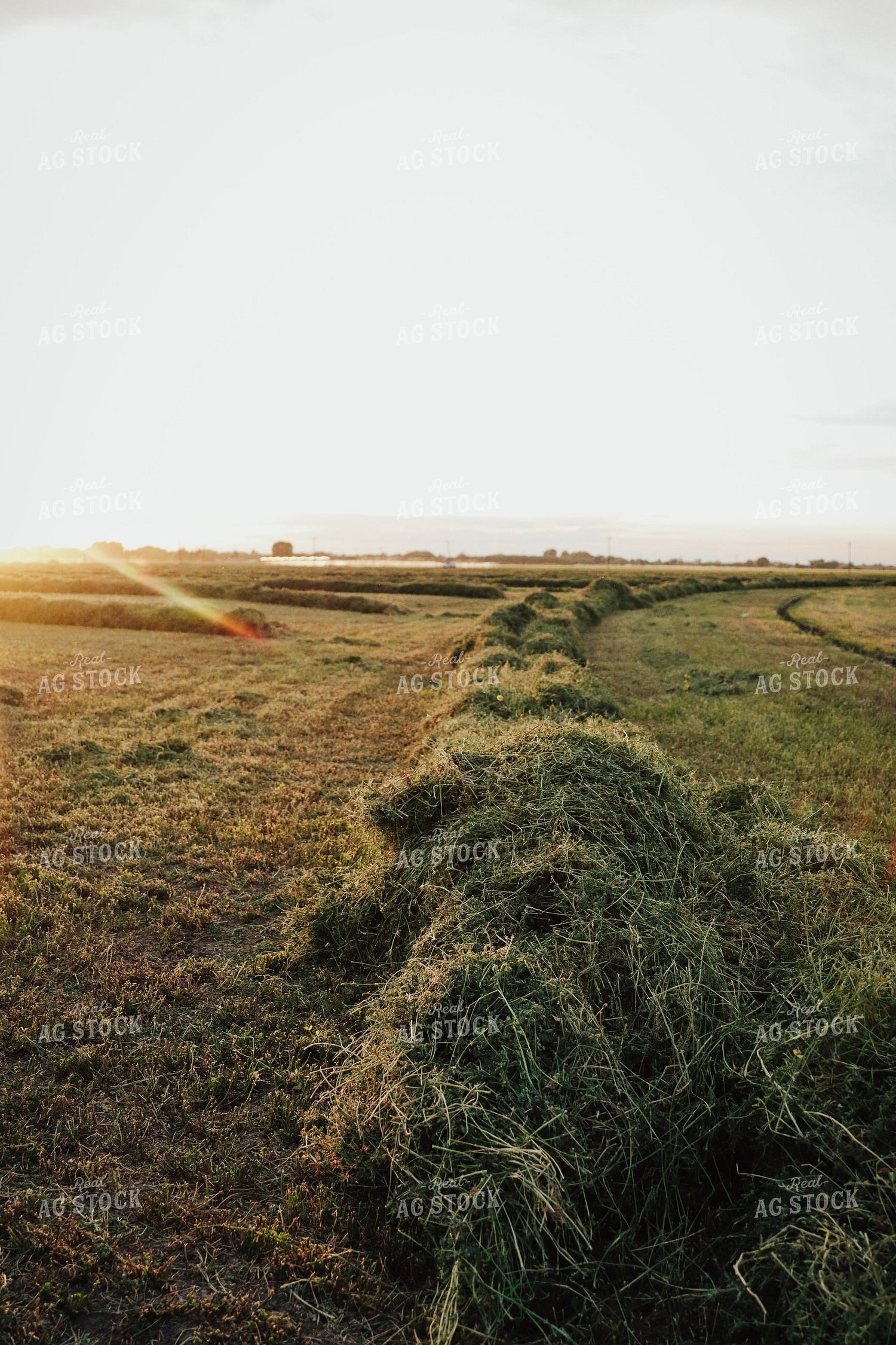 Cut Alfalfa 83150