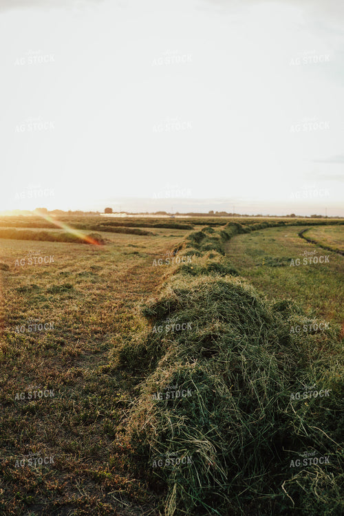Cut Alfalfa 83150