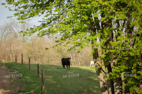 Cattle 1617