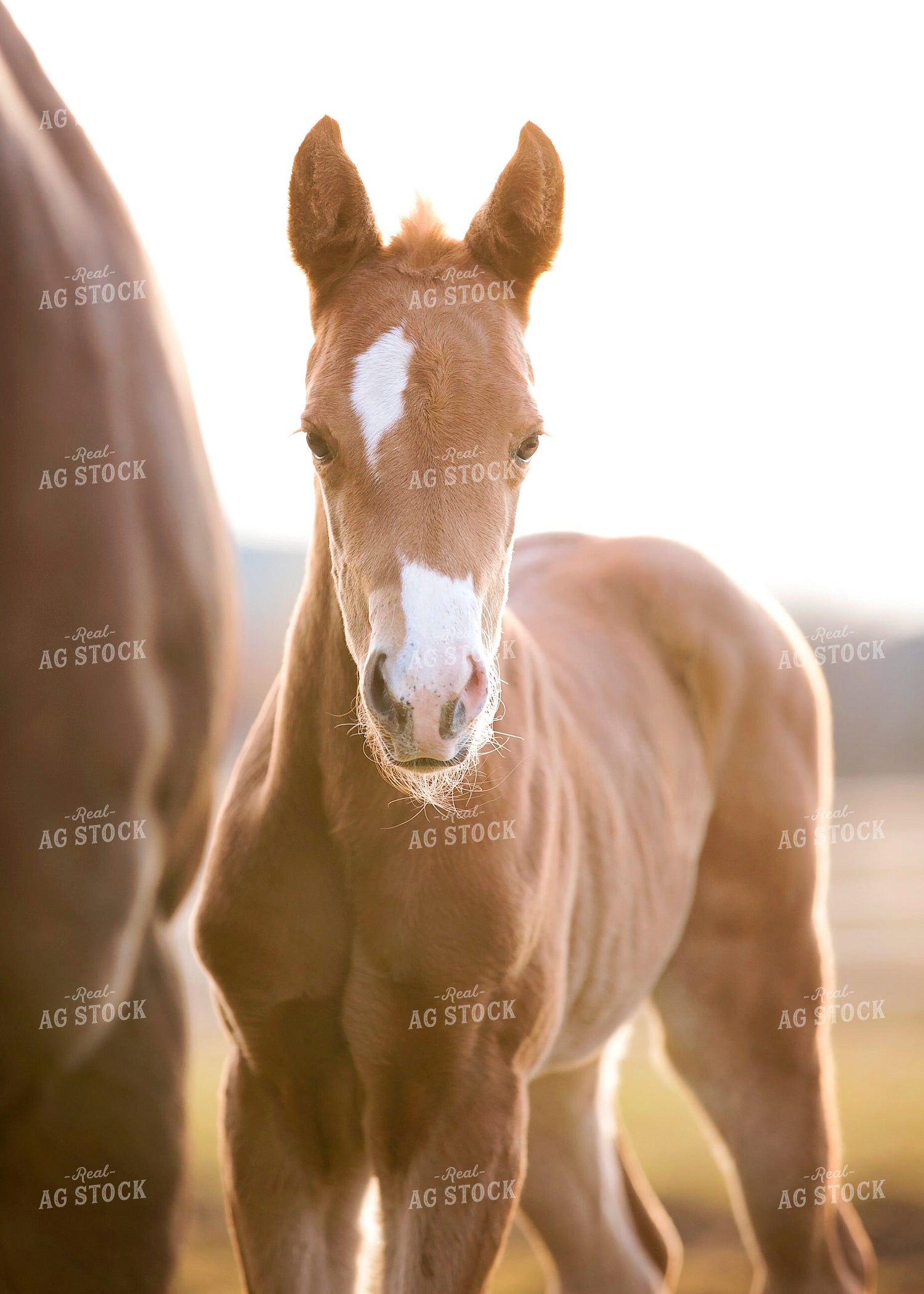 Brown Foal 55117