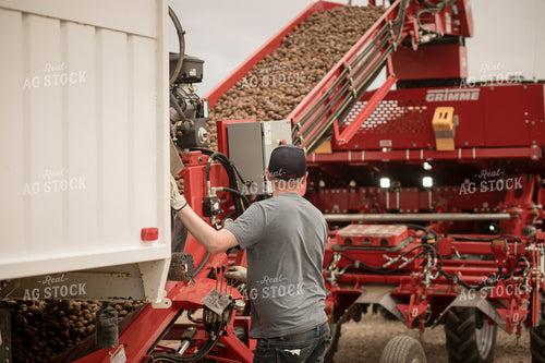Planting Potatoes 135084
