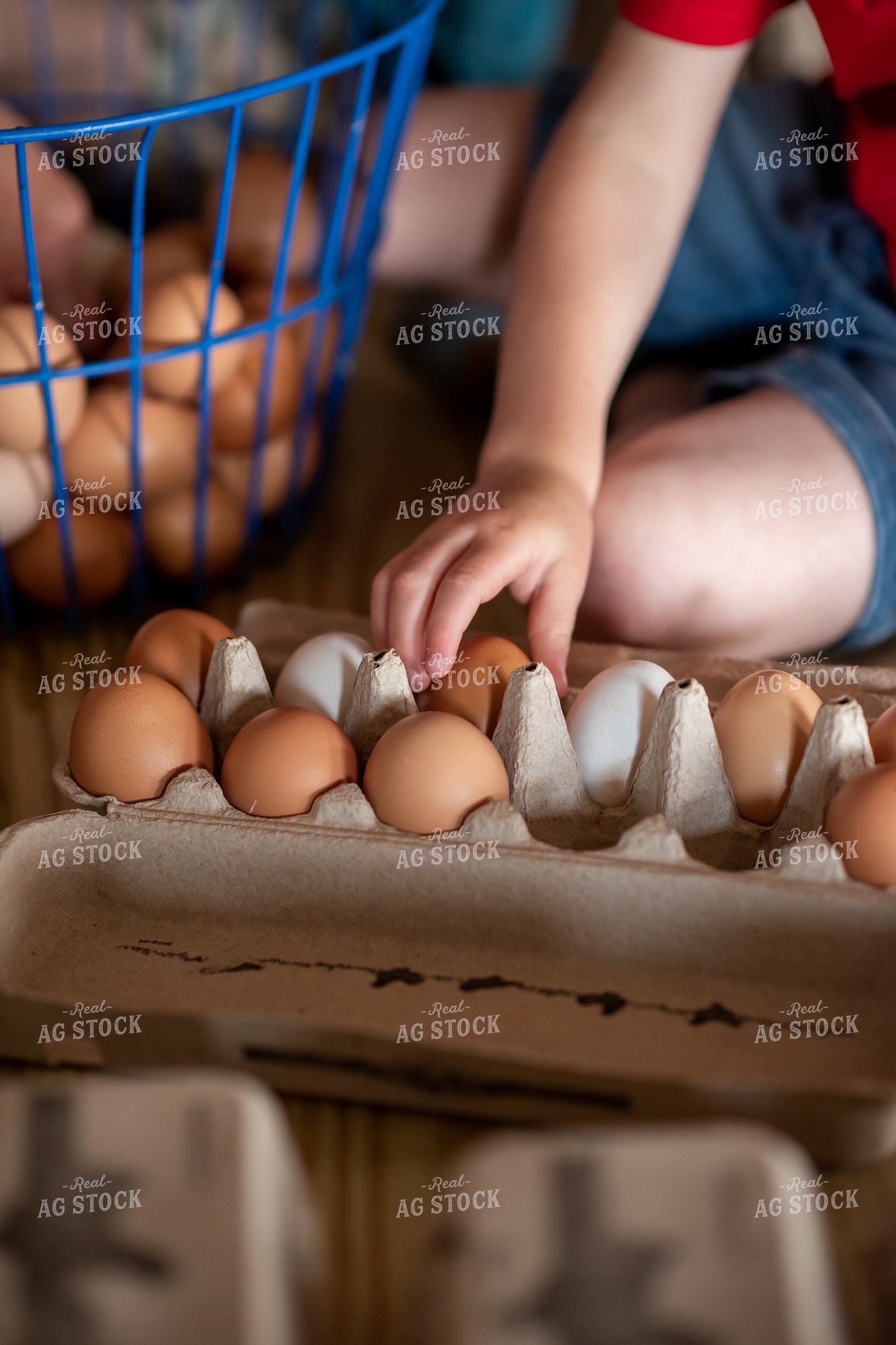 Collecting Eggs 76524