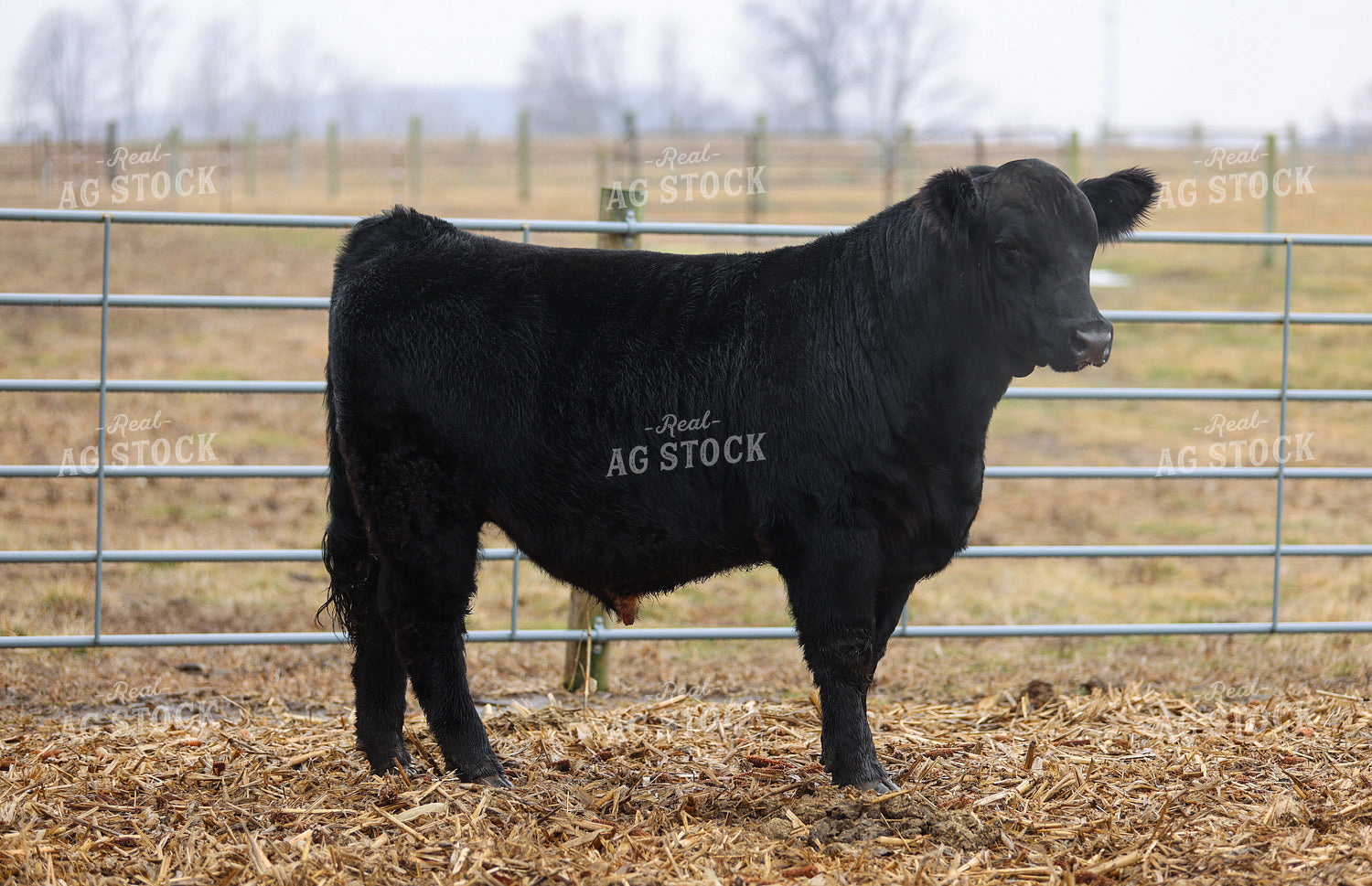 Black Angus Yearling Bull 160470