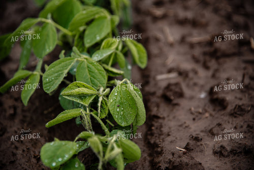 Rain on Soybean Leaves 137021