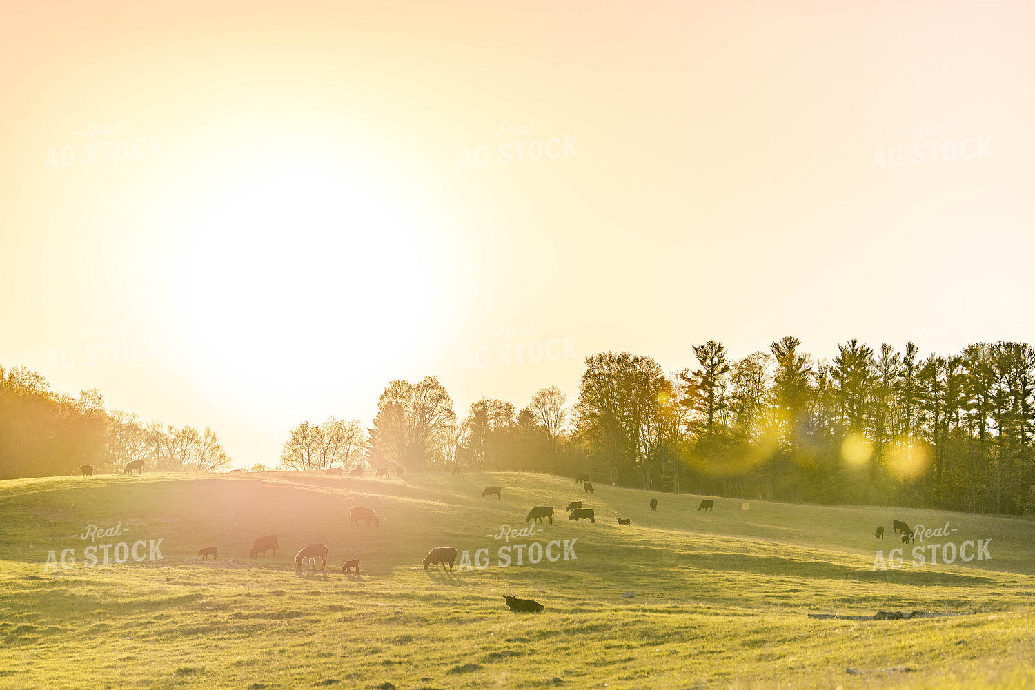 Cattle in Pasture 96011