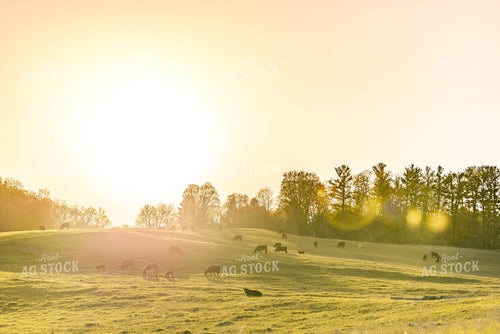 Cattle in Pasture 96011