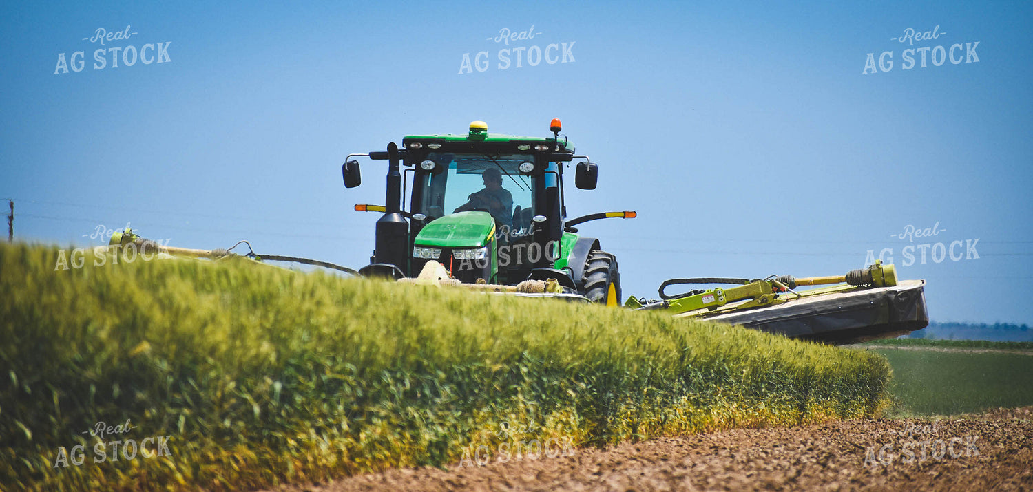 Cutting Wheat 56103