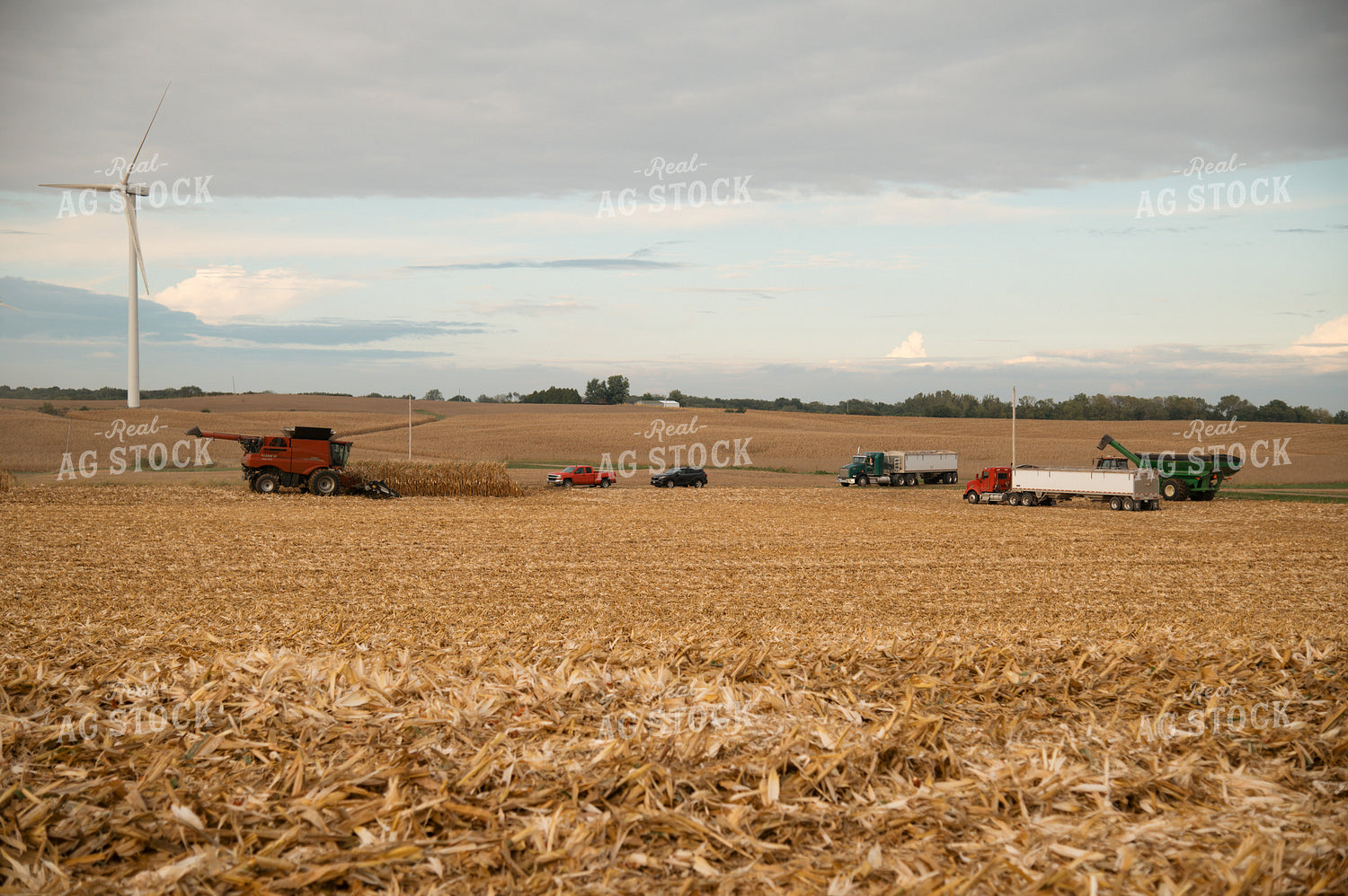 Corn Harvest 26025