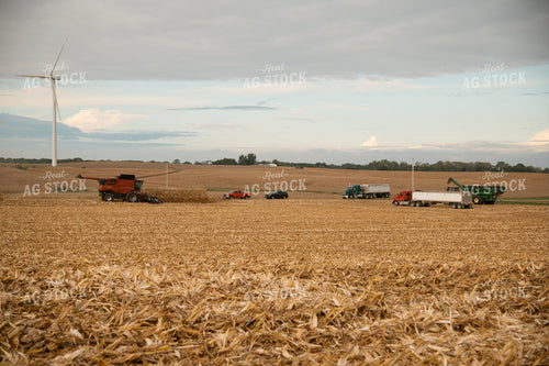 Corn Harvest 26025