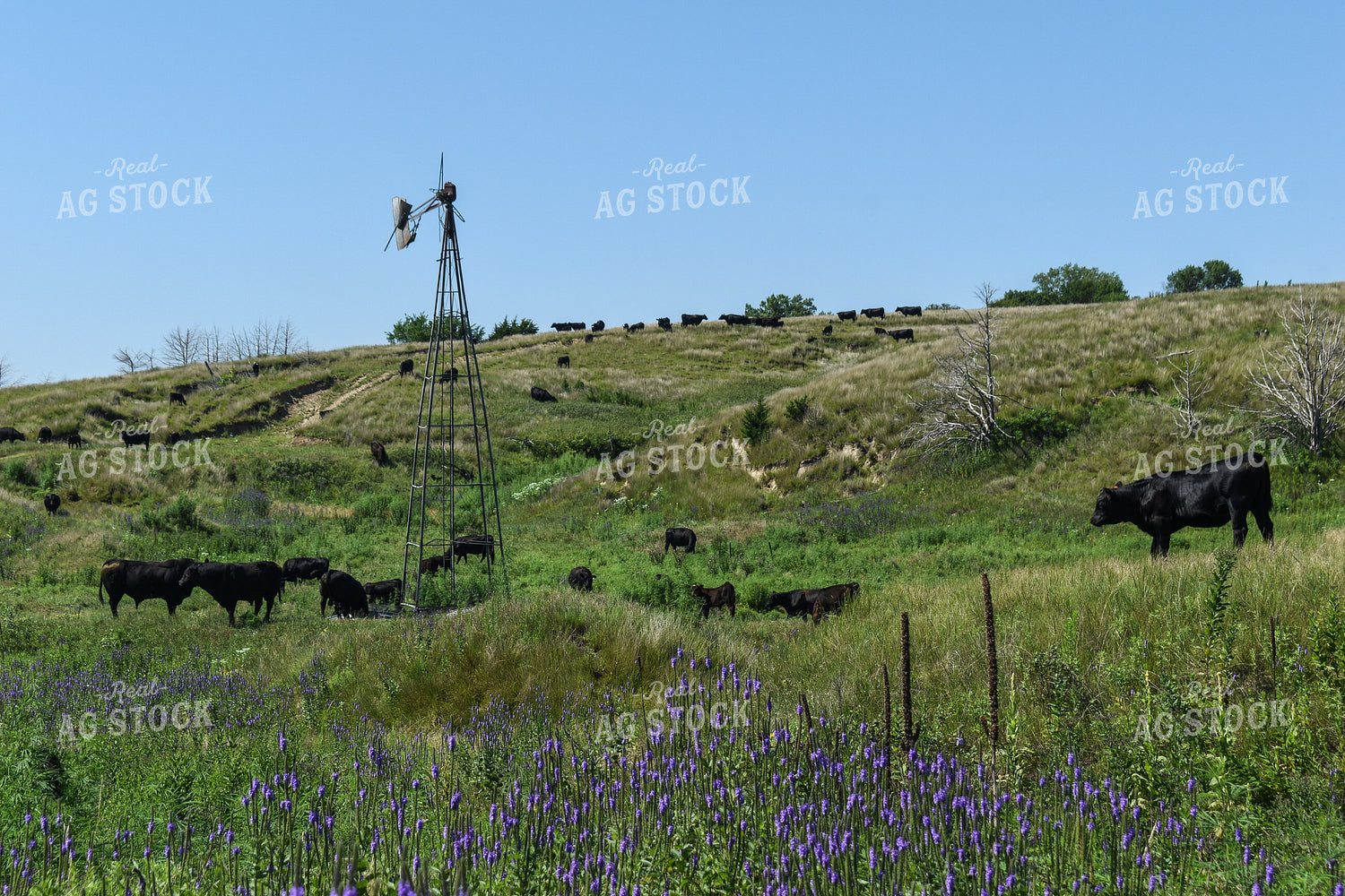 Cow Calf Pair on Pasture 259012