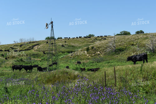 Cow Calf Pair on Pasture 259012