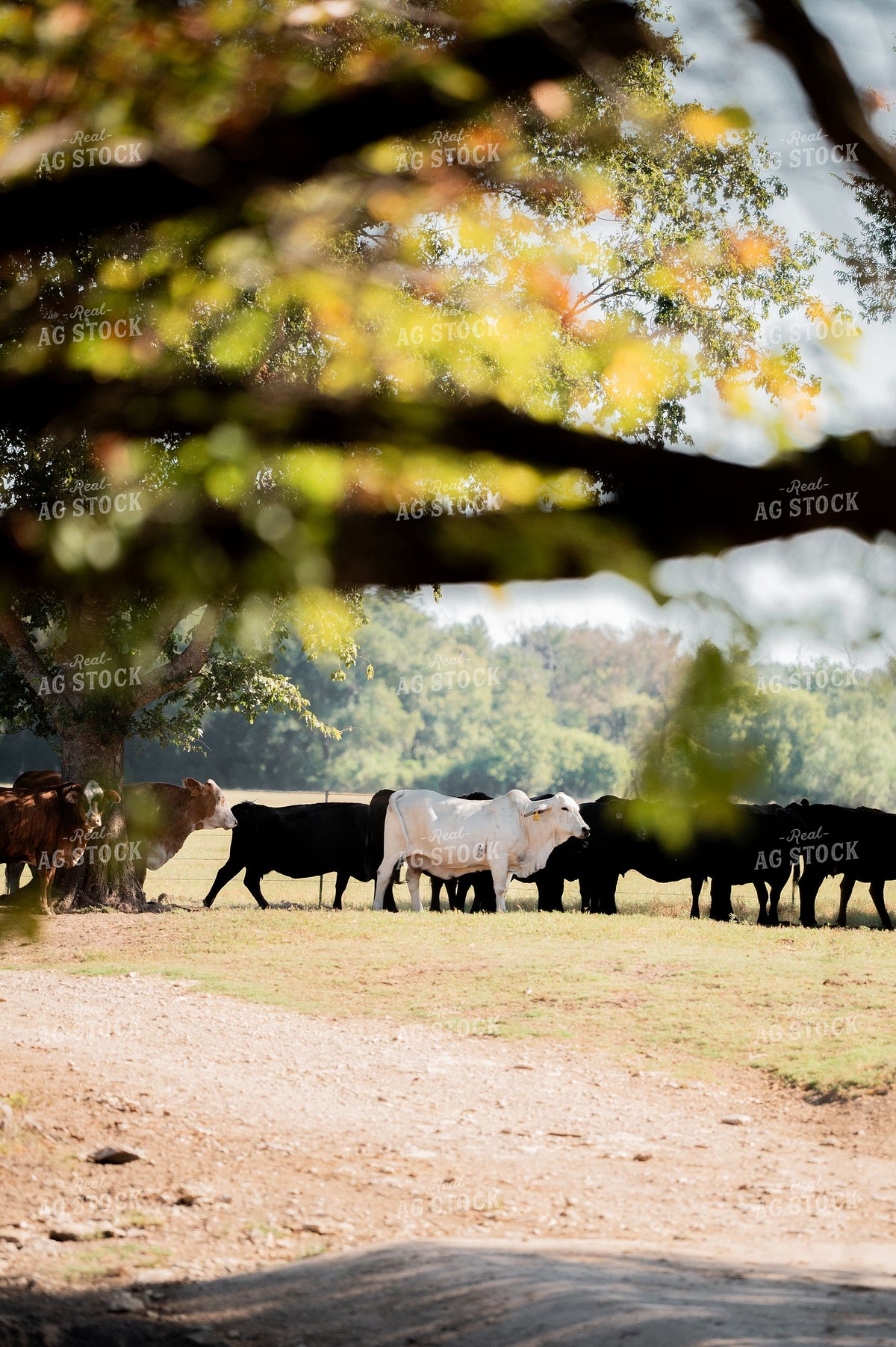 Mixed-Breed Cattle Herd Moving Through Tree-Lined Pasture in Fall 402049