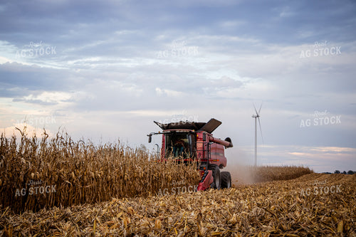 Corn Harvest 268206