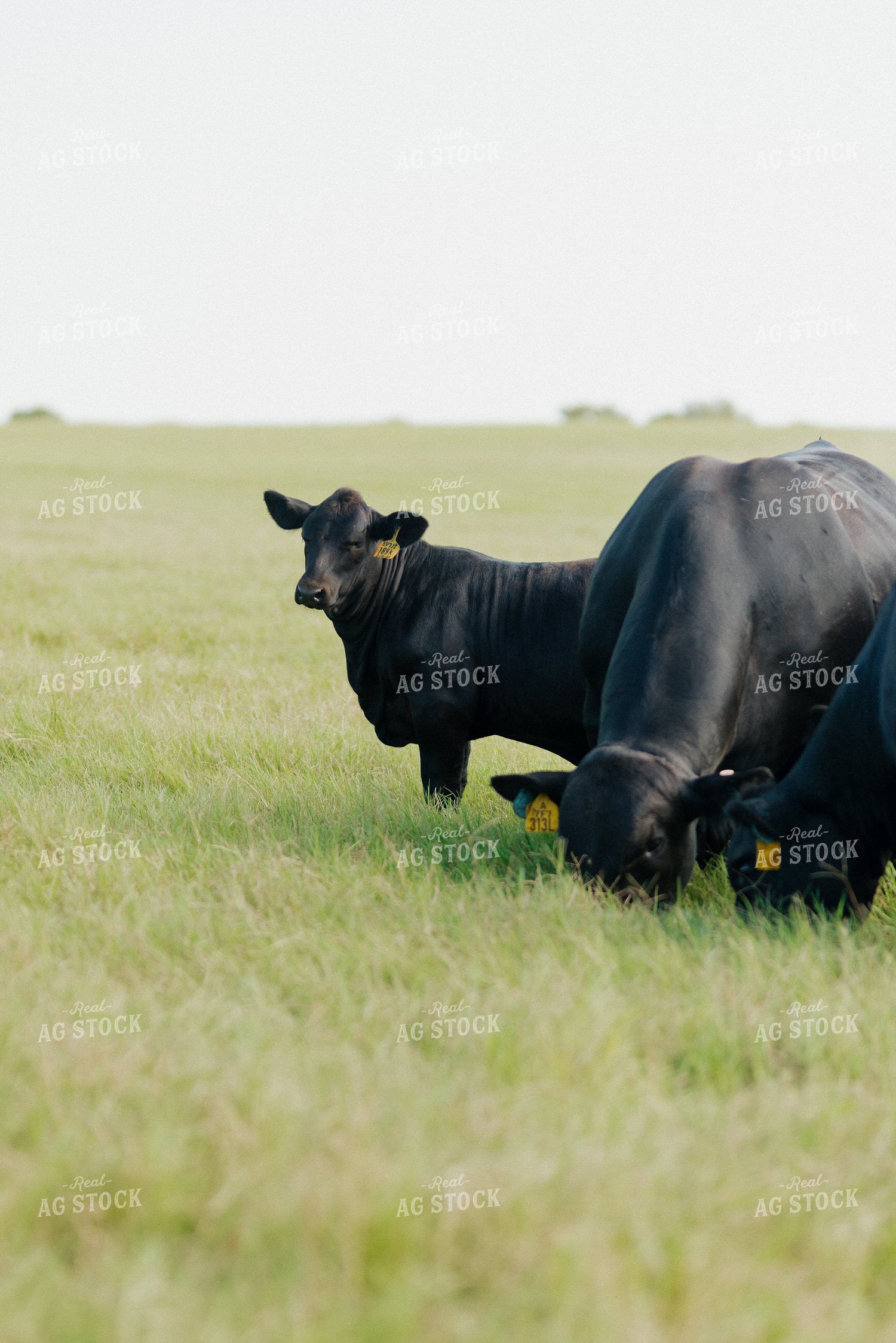 Cattle on Pasture 301039