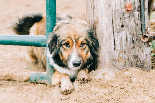 Ranch Dog 61012