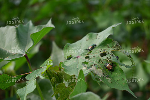 June Beetles 149011