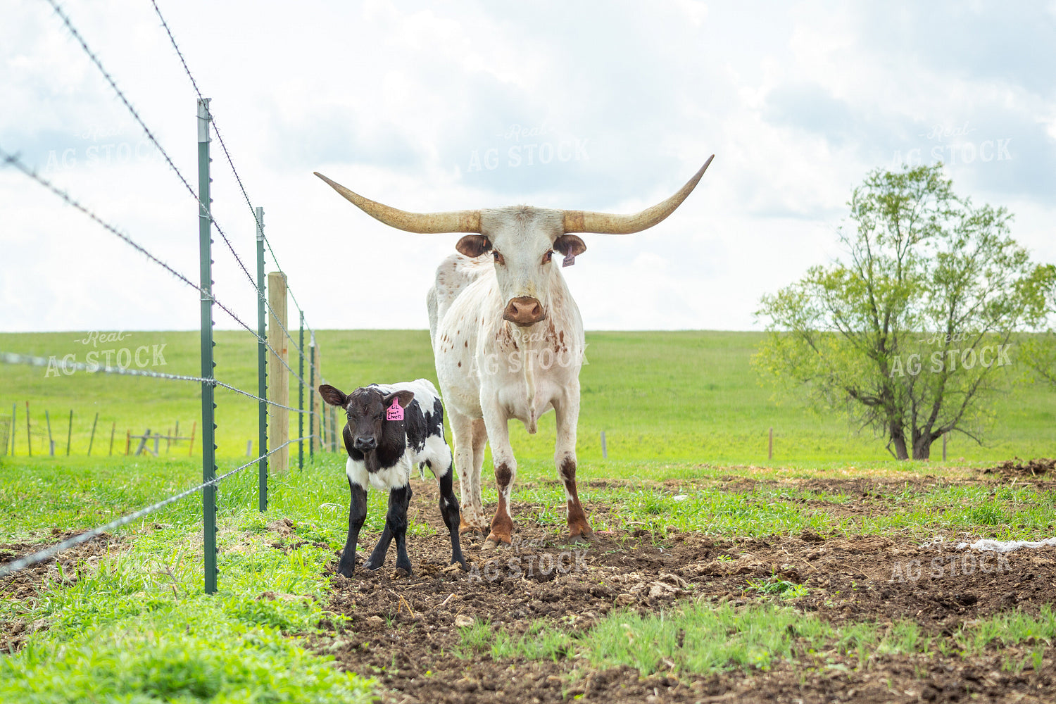 Longhorn Cow Calf Pair 155503