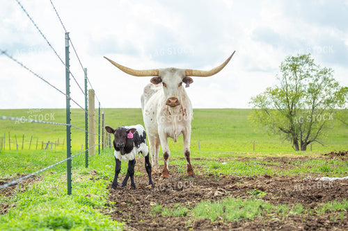 Longhorn Cow Calf Pair 155503