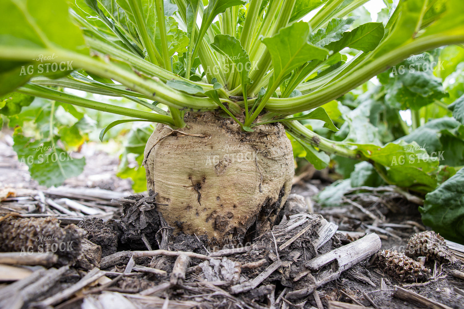 Sugar Beets 255032