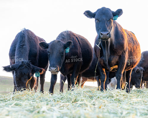Group of Black Cows Grazing on a Farm Field 65330